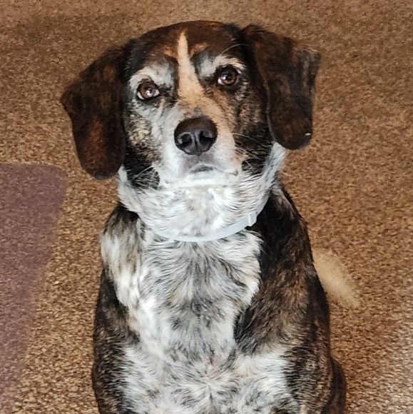 Meet your Posher, Pam. I WILL ACCEPT ANY REASOABLE OFFER - Picture 8 of 13